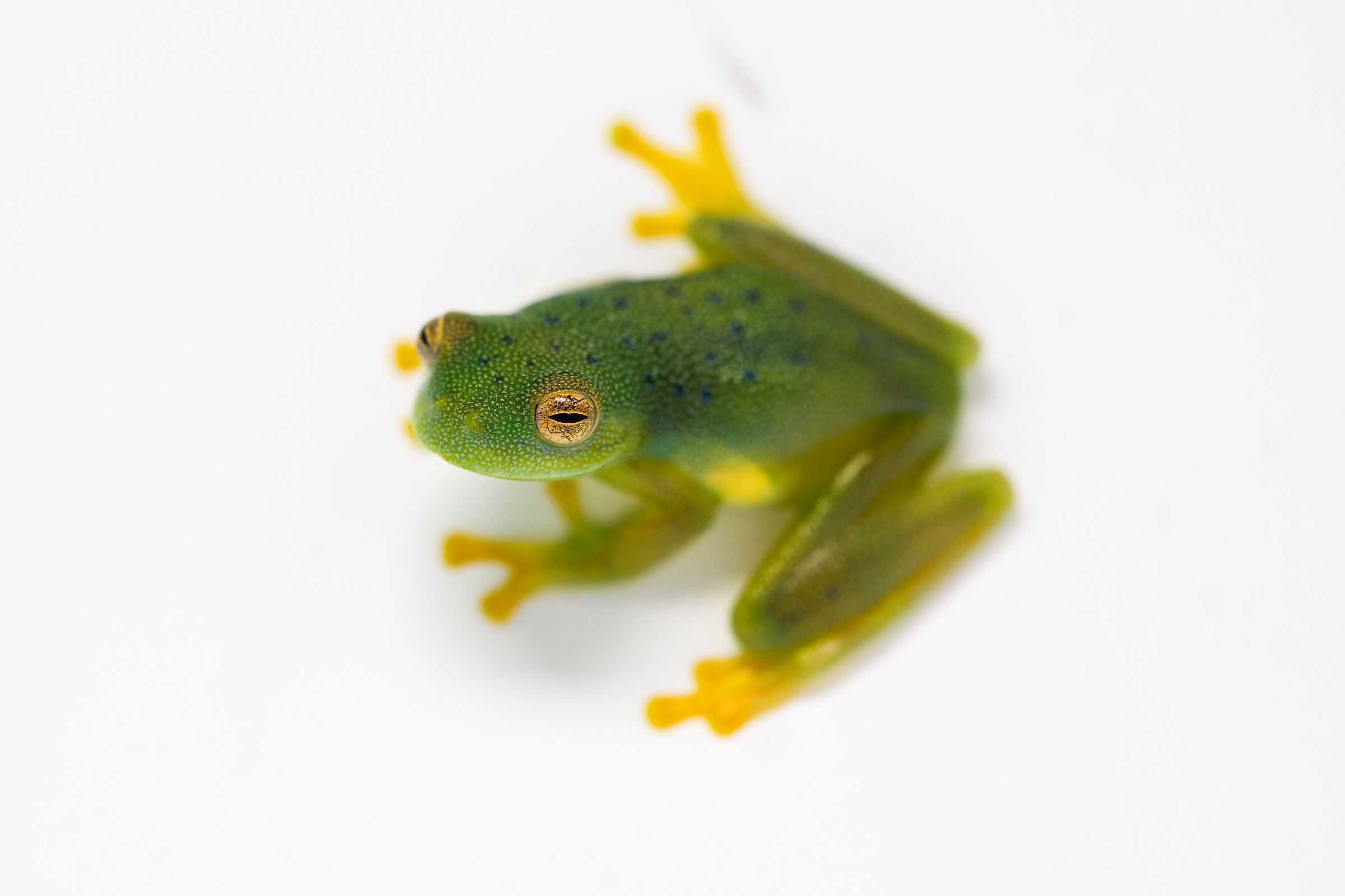 Granular Glass Frog
