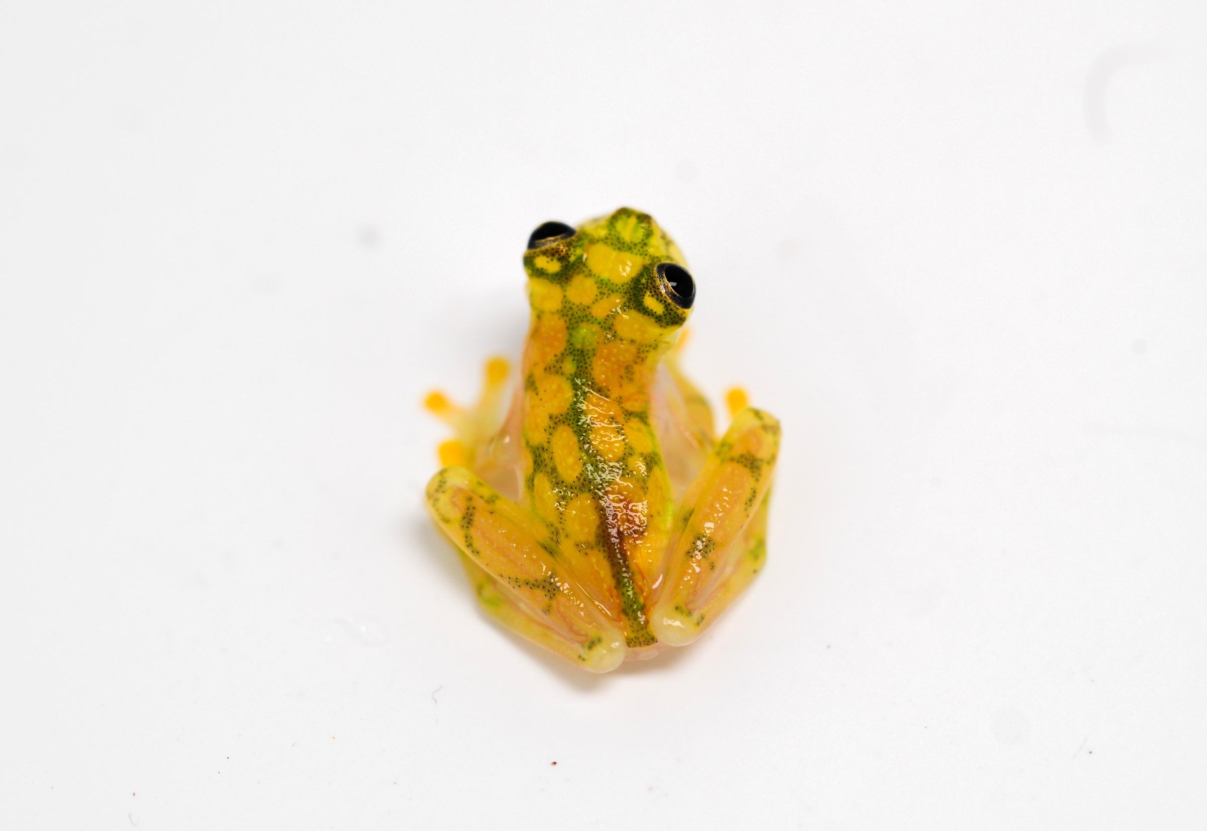Reticulated Glass Frog