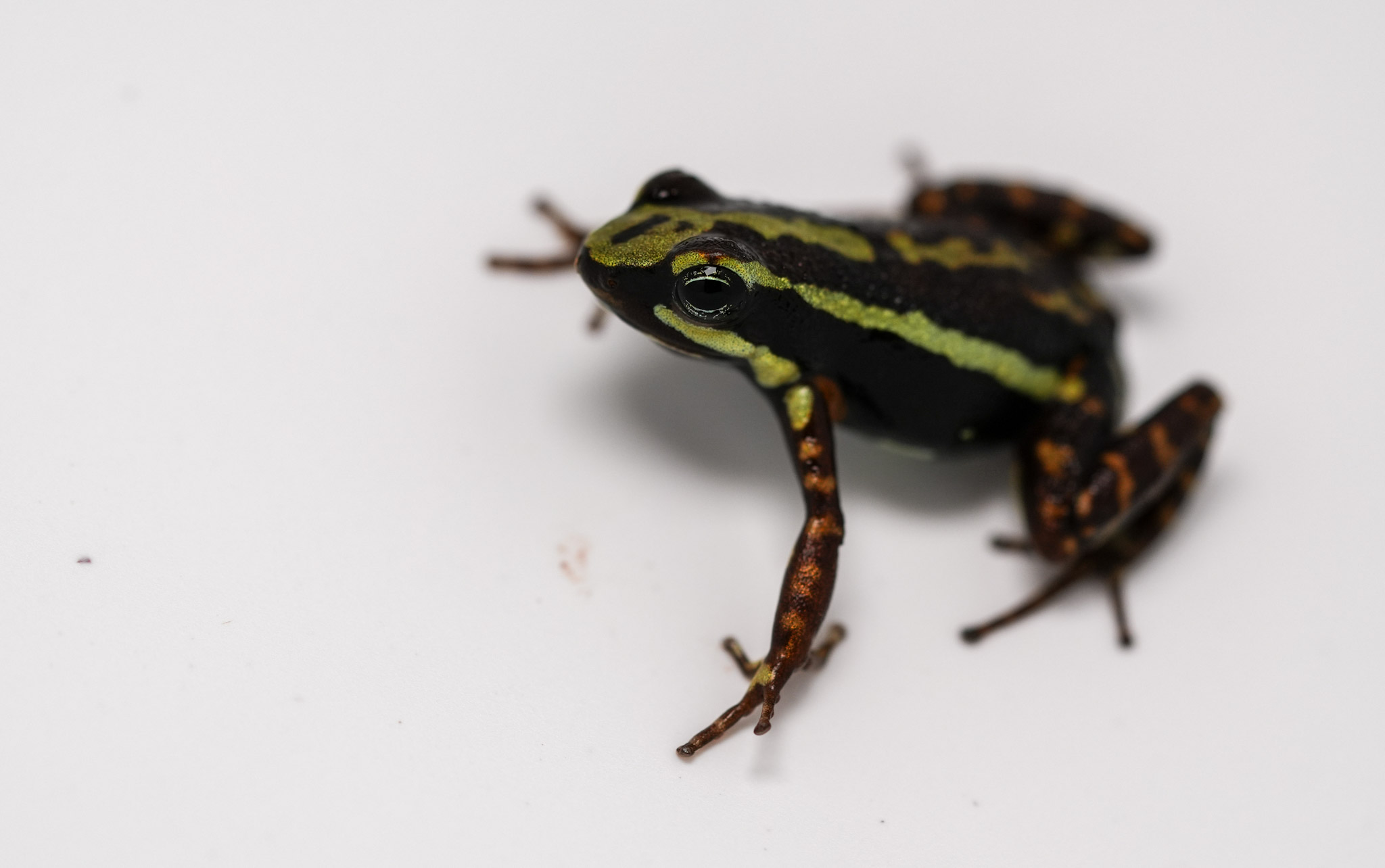 Epipedobates tricolor Rio
