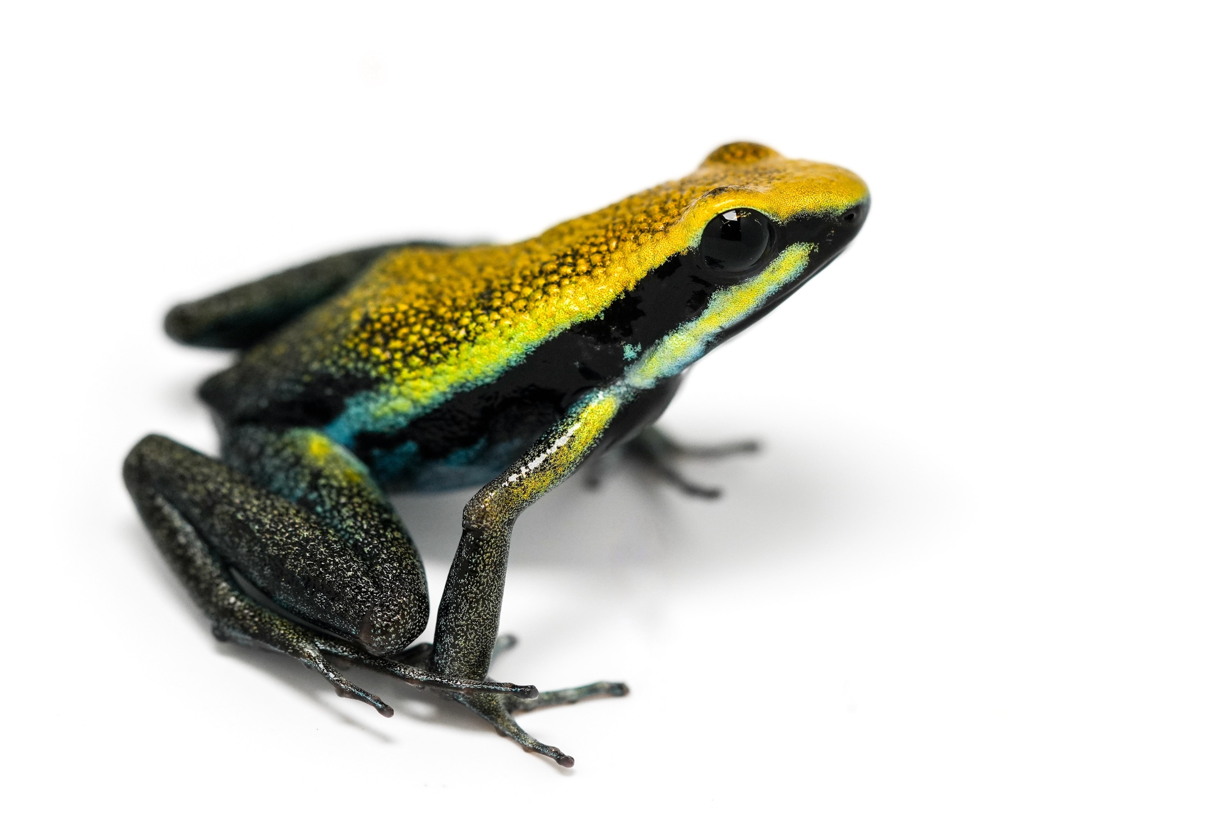 Amereega Bassleri Yellow