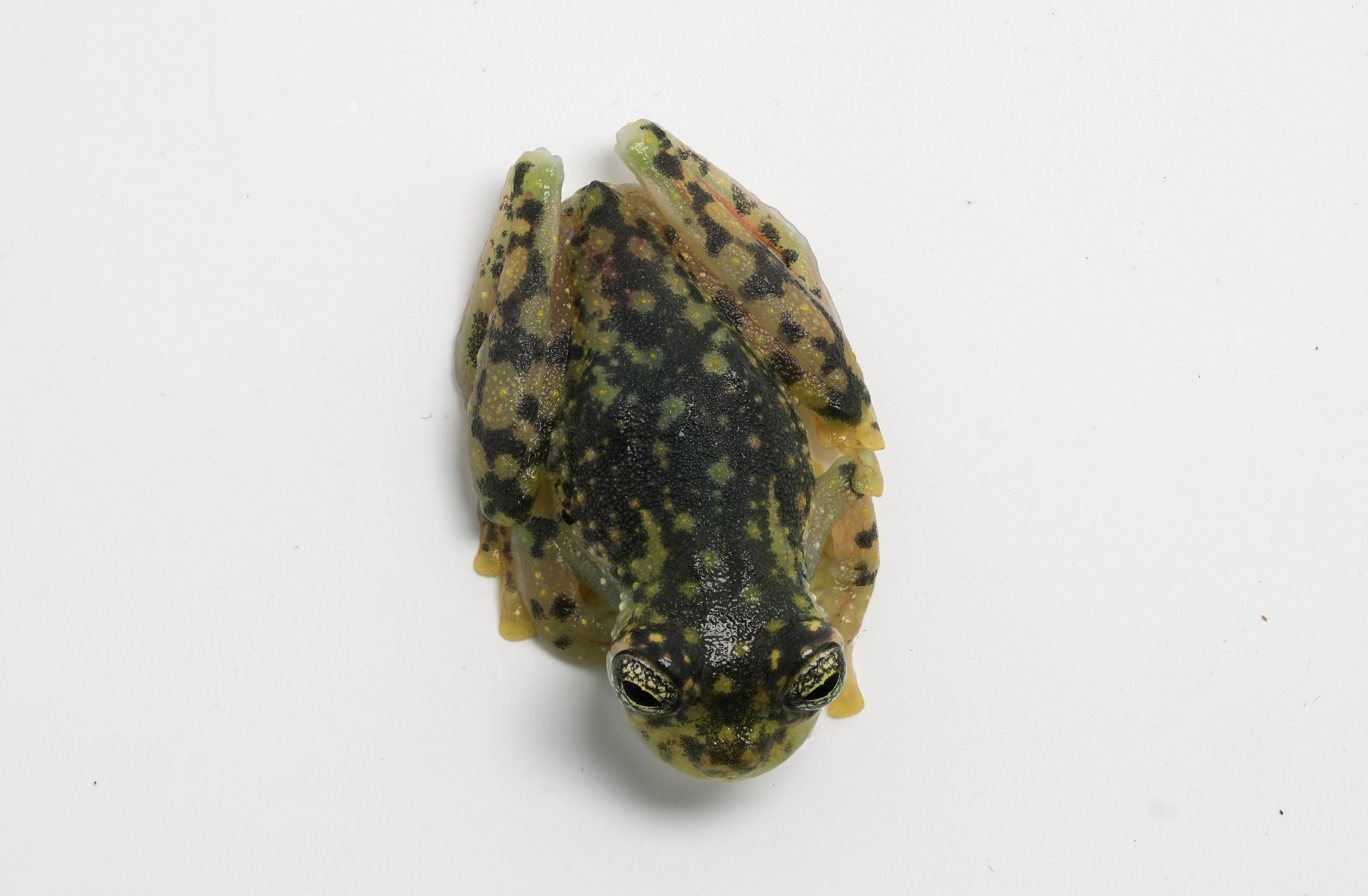Yellow-flecked Cascade Glassfrog