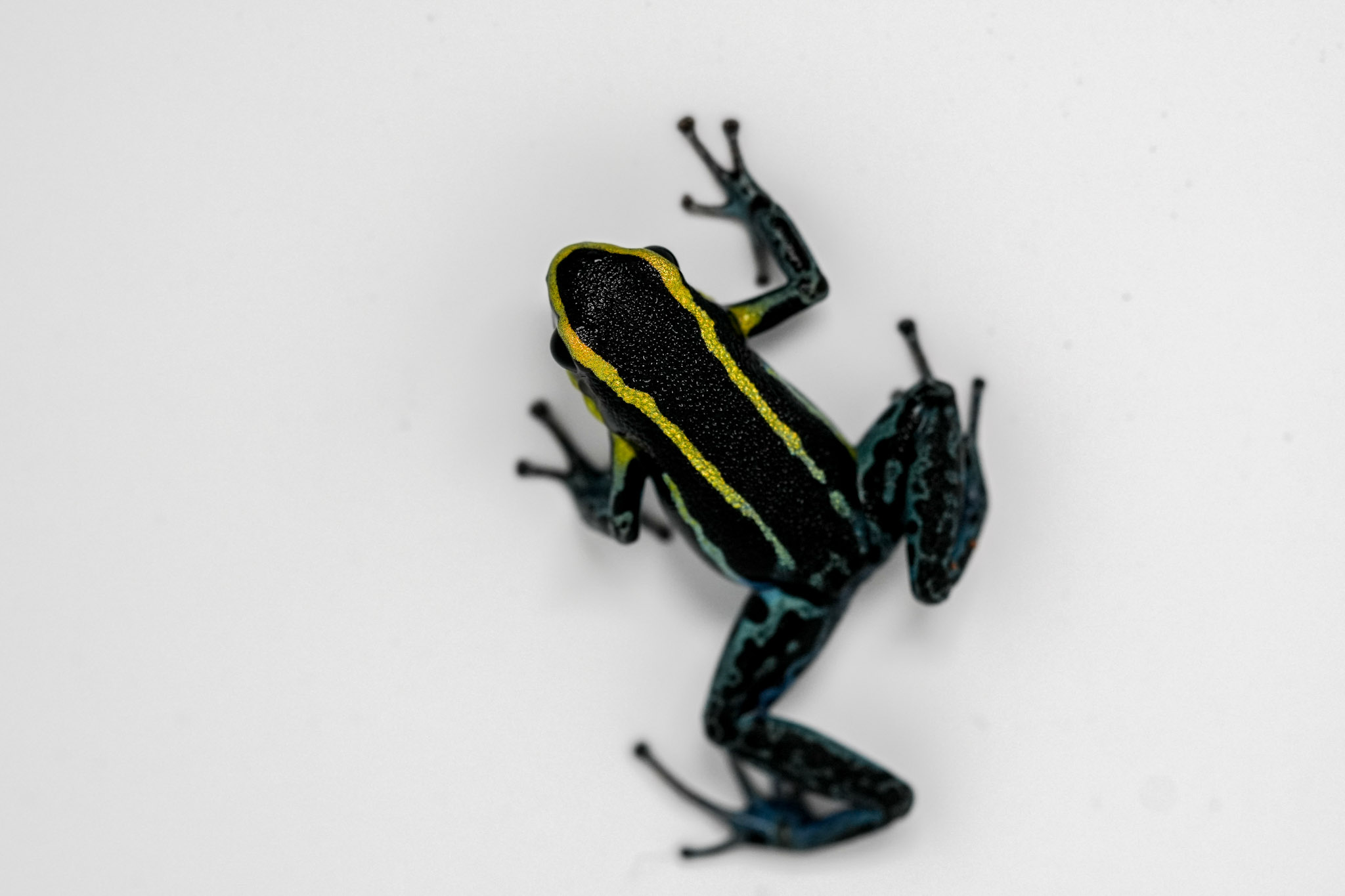 Hyloxalus azureiventris