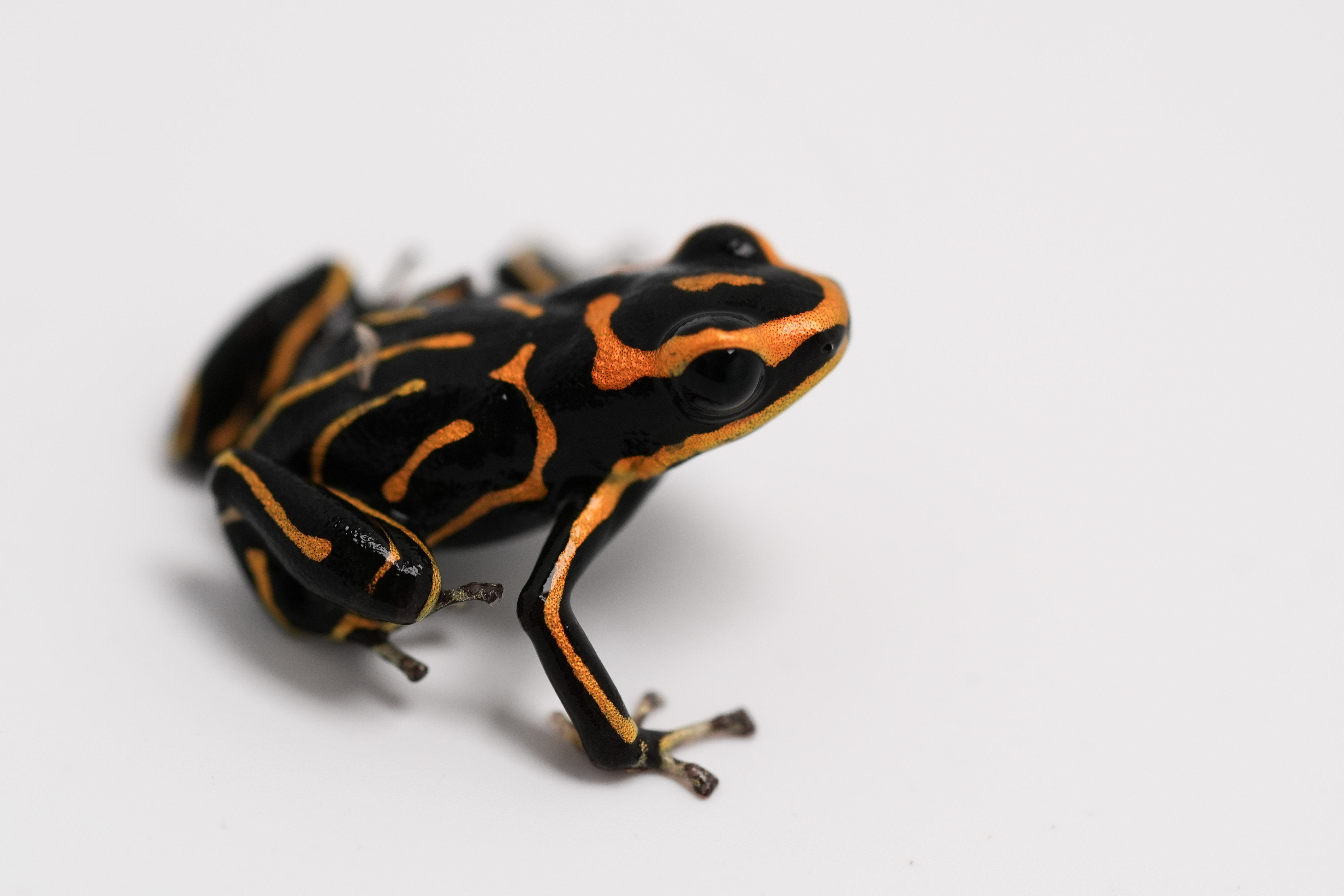 Ranitomeya Summersi Reticulated