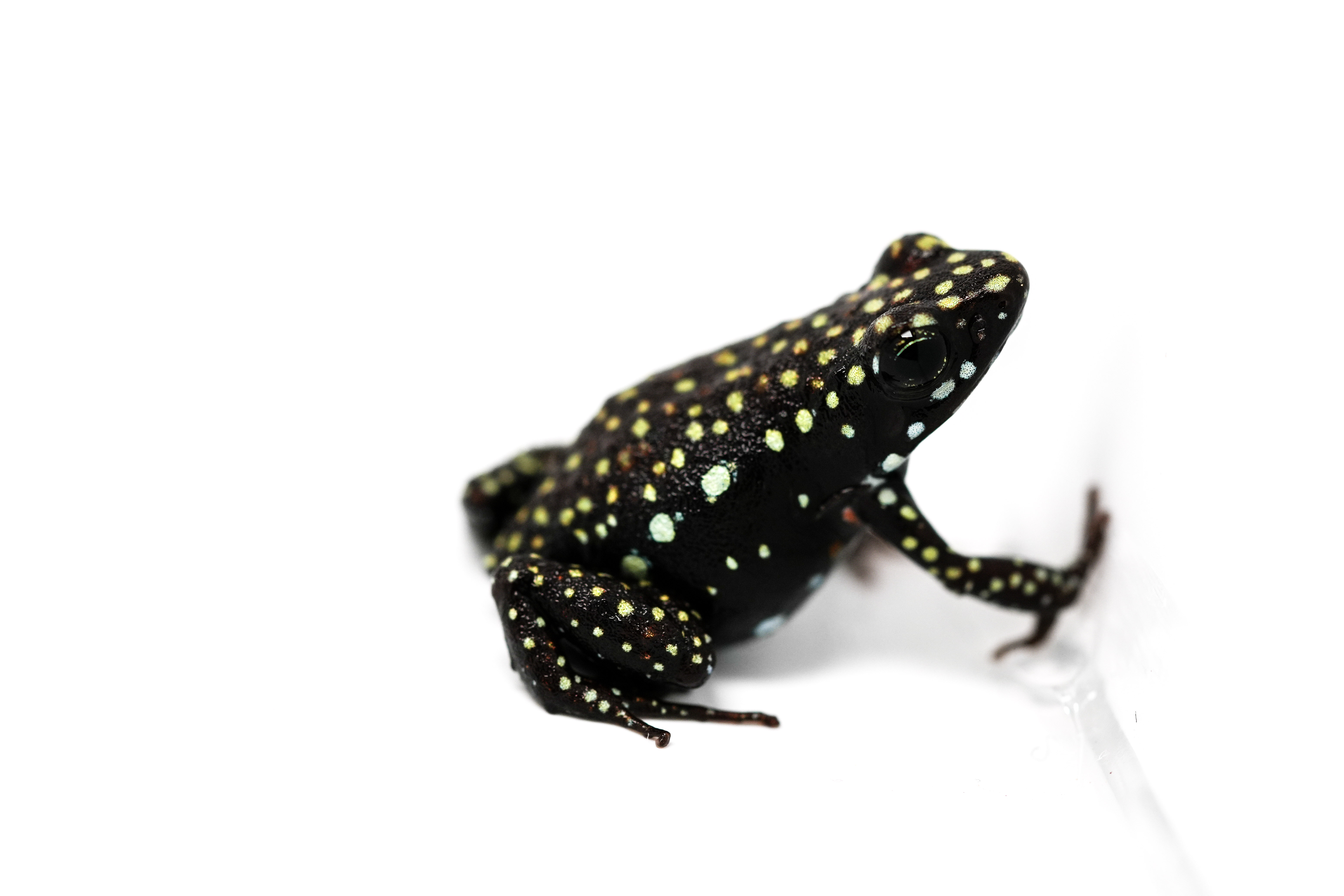 Epipedobates tricolor Cielitos