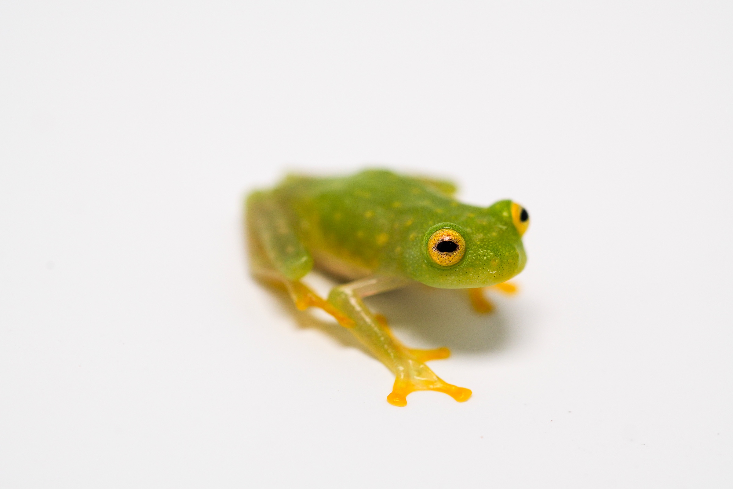 Northern Glass Frog